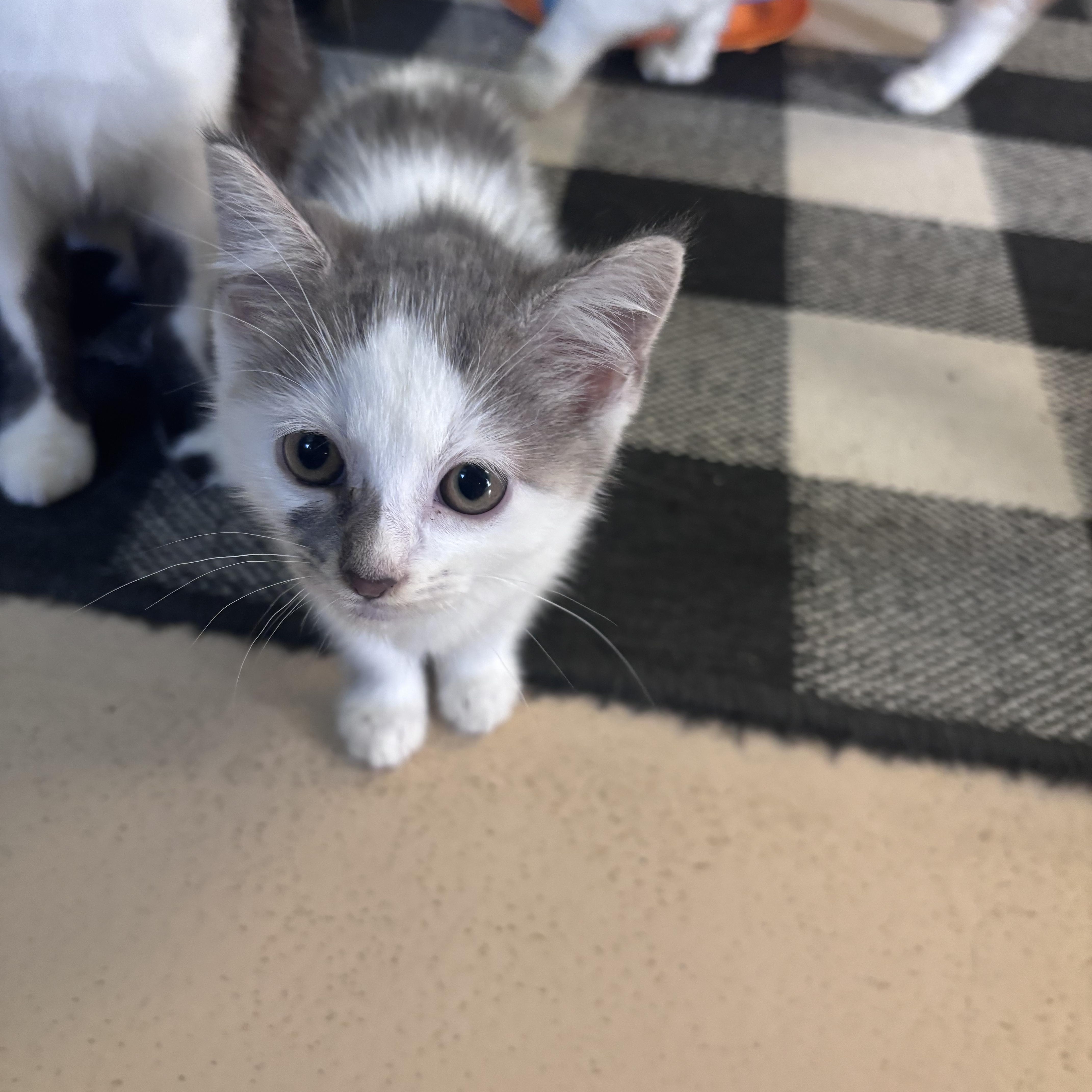 Enlarge Greyson, a ADOPTABLE Domestic Short Hair in Franklin, IN image 1/1