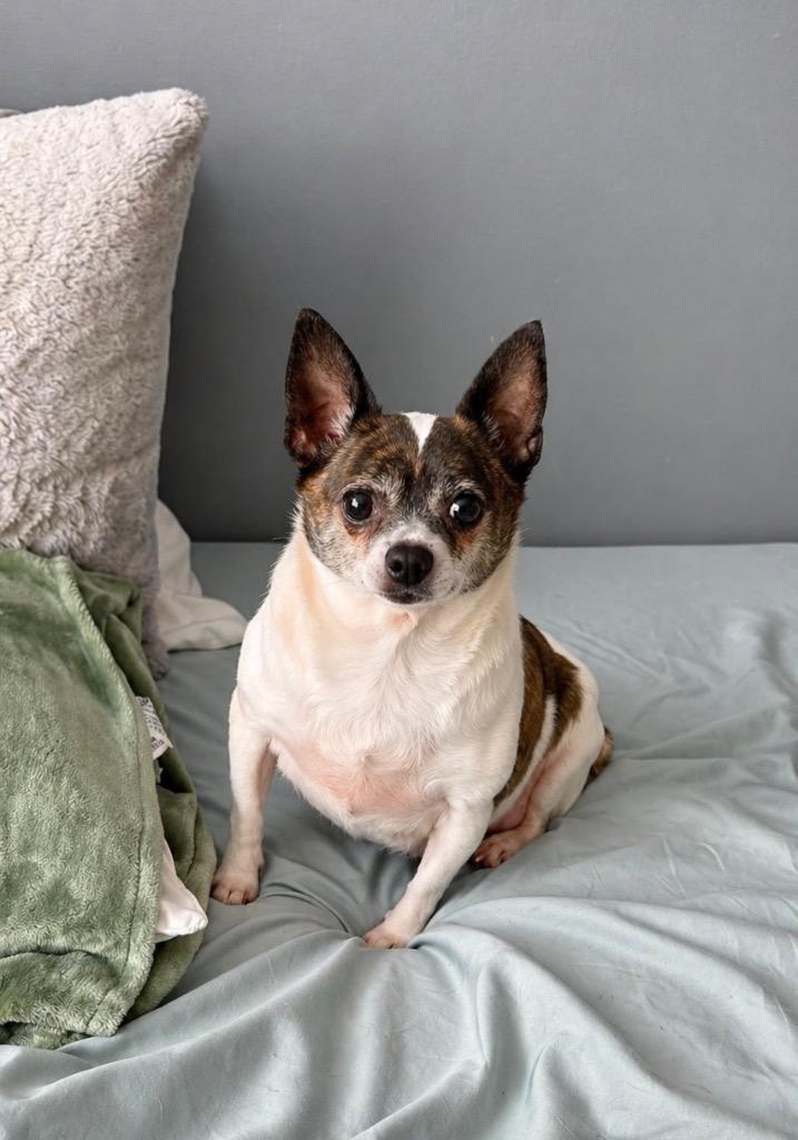 Story & Caspian, Adoptable, Adult Female Chihuahua.