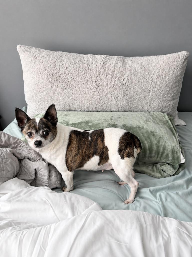 Story & Caspian, a Adoptable Chihuahua in Princeton, MA image 2/6