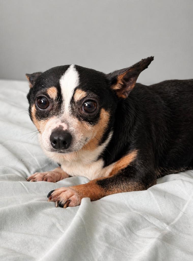 Story & Caspian, a Adoptable Chihuahua in Princeton, MA image 3/6