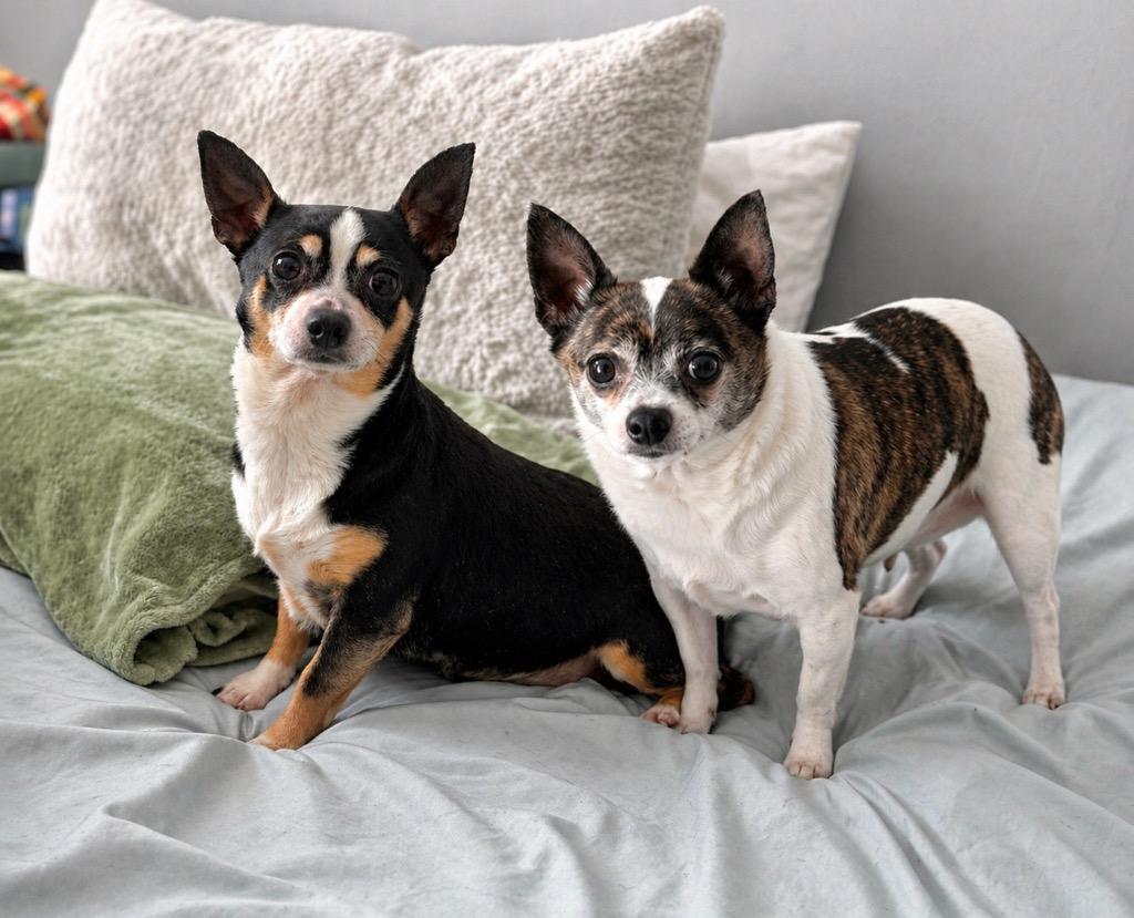 Story & Caspian, a Adoptable Chihuahua in Princeton, MA image 4/6