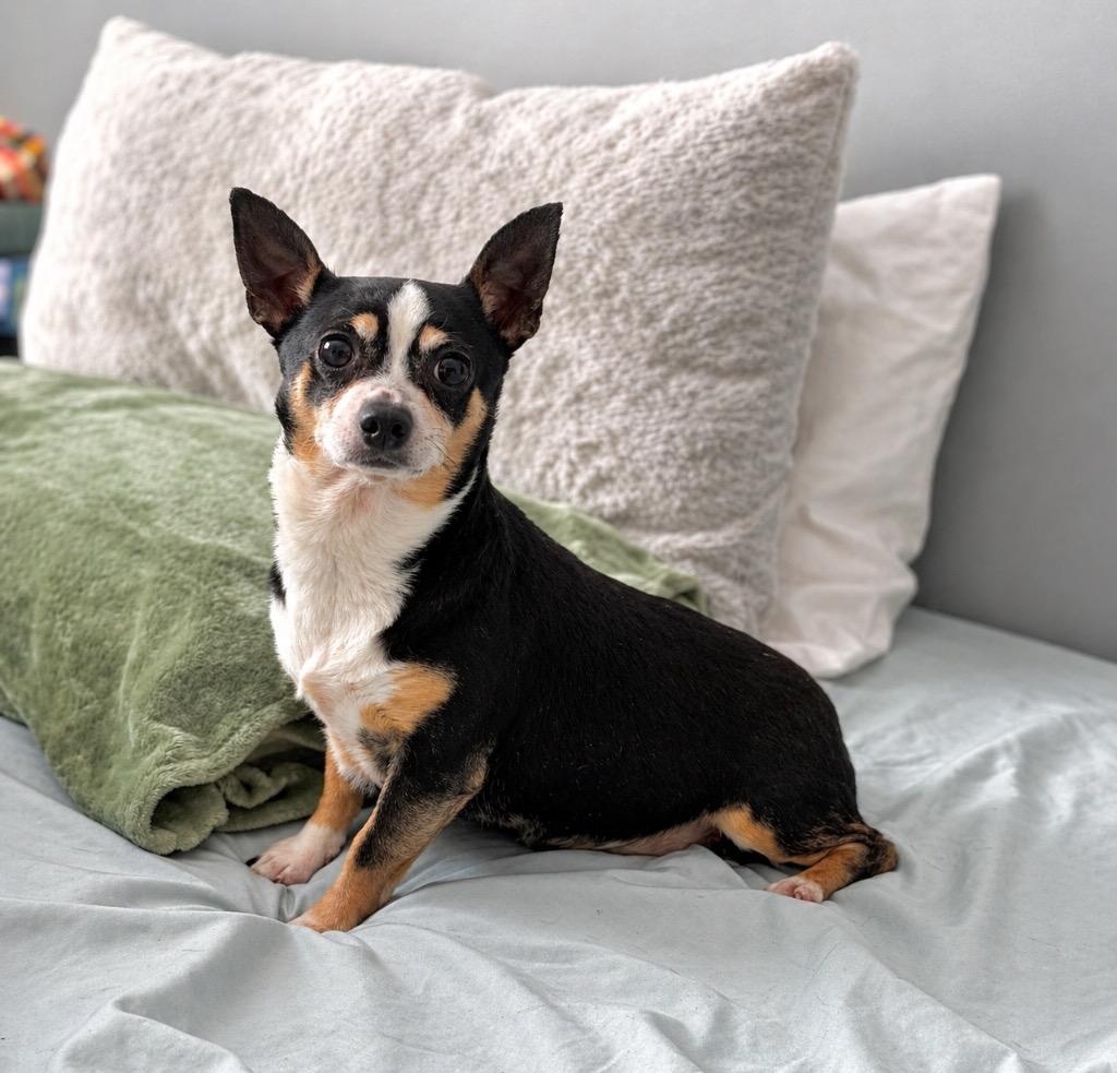 Story & Caspian, a Adoptable Chihuahua in Princeton, MA image 6/6