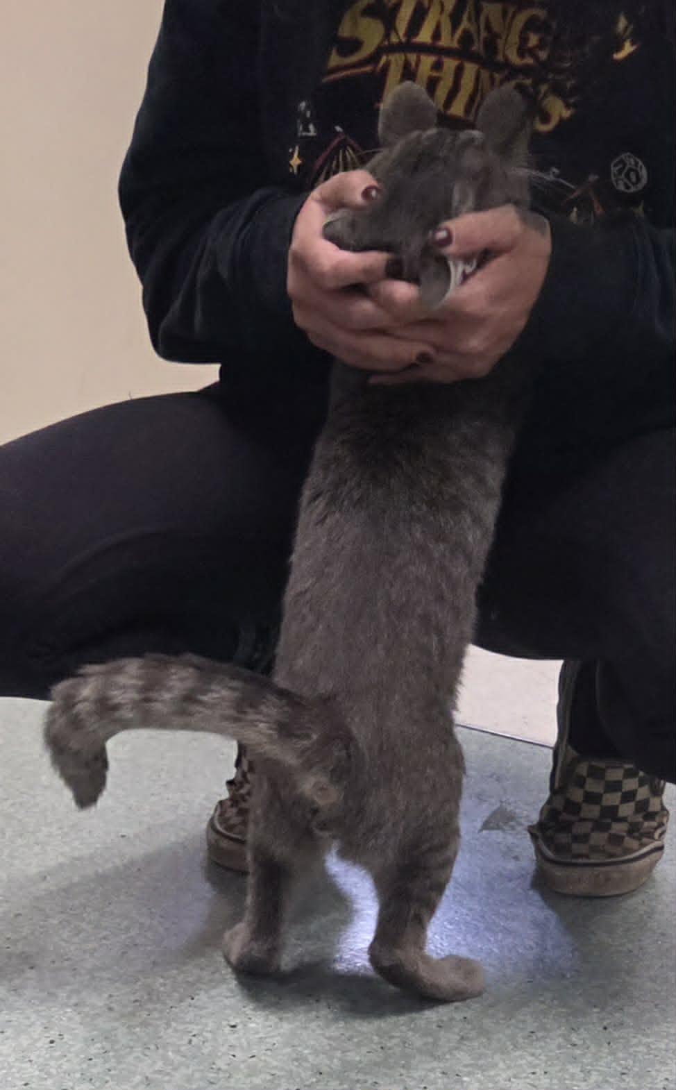 Enlarge Cujo, an adopted Domestic Short Hair in Medford, OR image 3/3