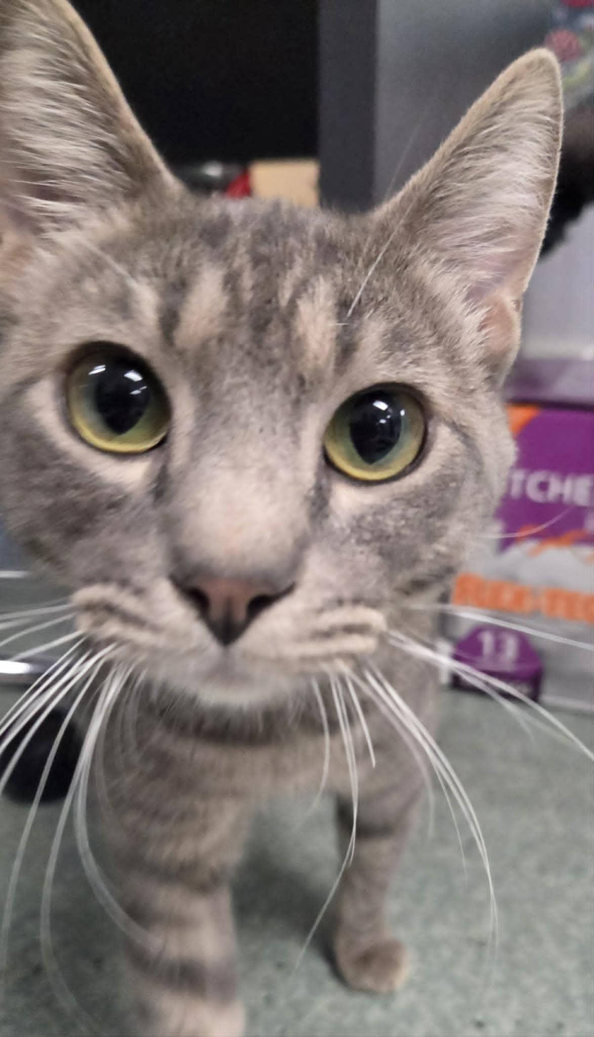 Enlarge Cujo, an adopted Domestic Short Hair in Medford, OR image 1/3