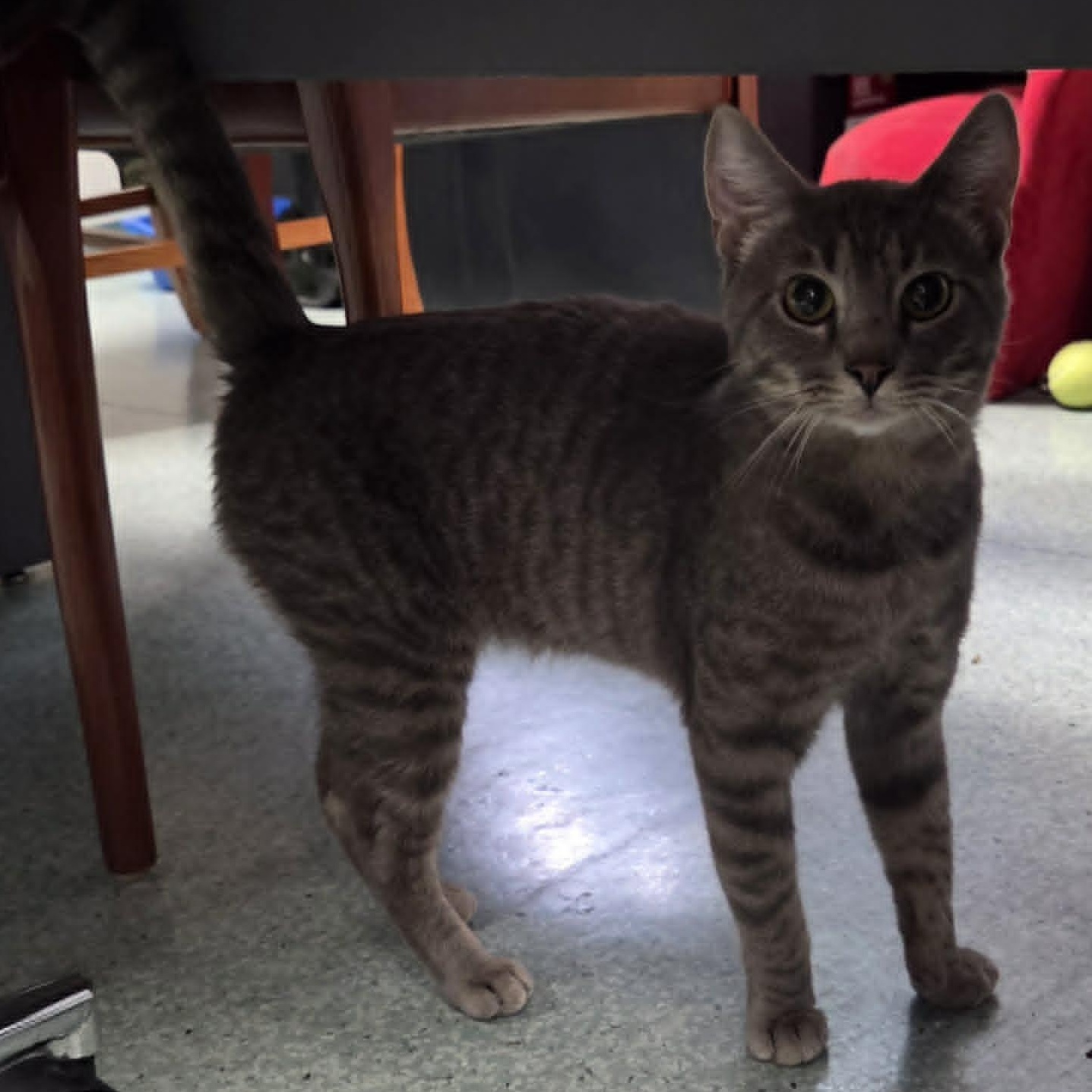 Enlarge Cujo, an adopted Domestic Short Hair in Medford, OR image 2/3