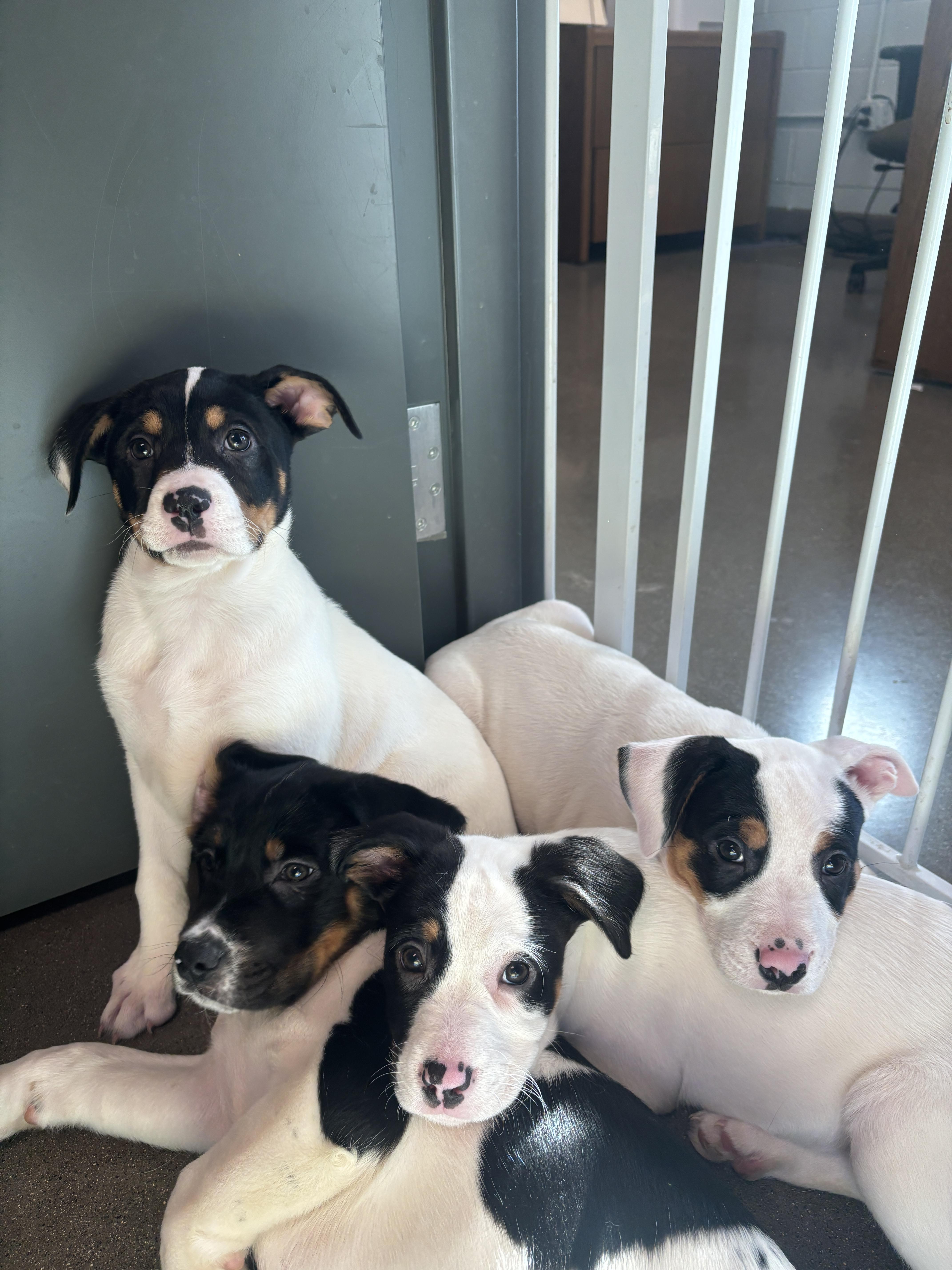 Arabesque, a Adopted mixed breed in Chico, CA image 1/2