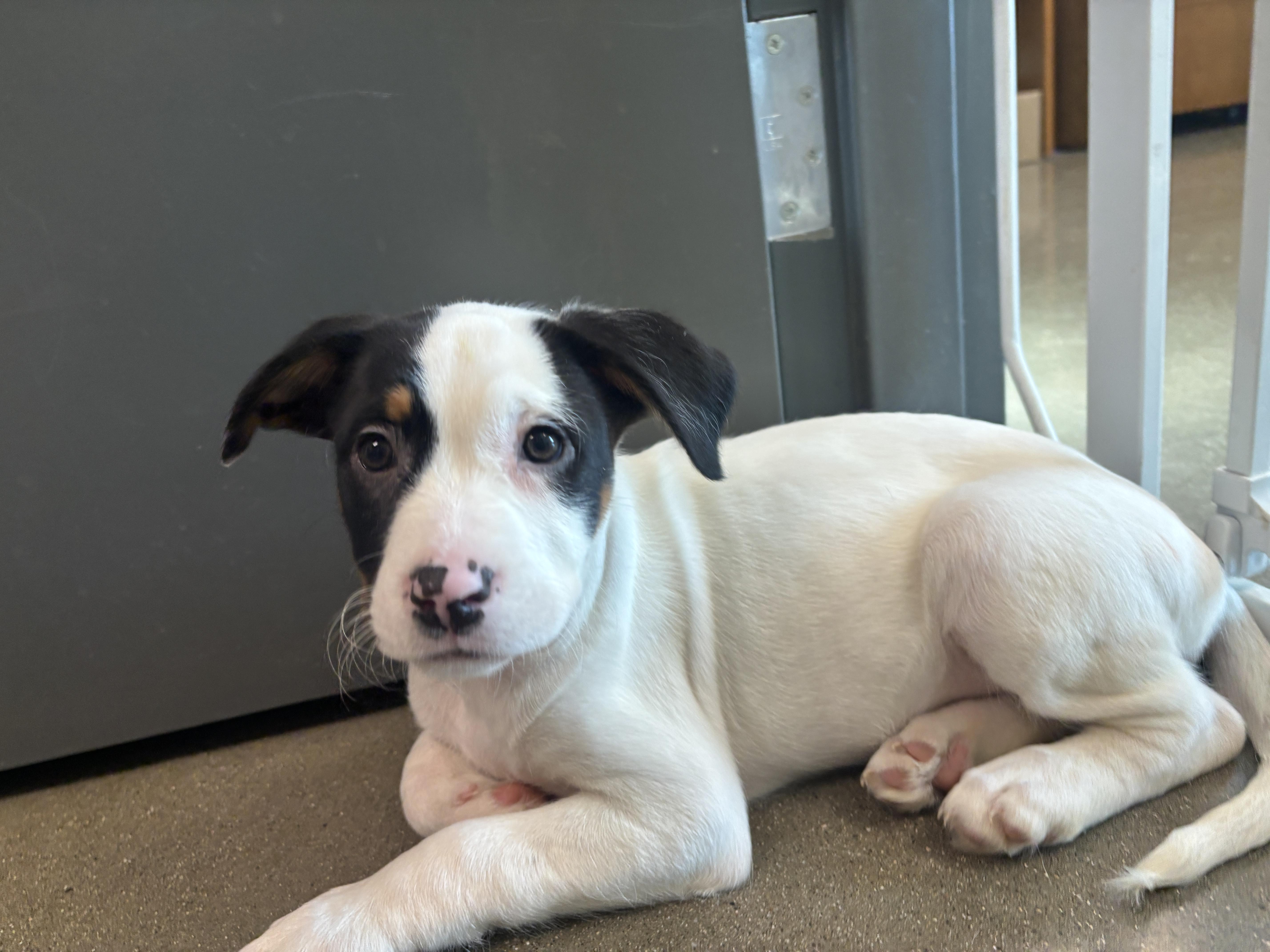 Arabesque, a Adopted mixed breed in Chico, CA image 2/2