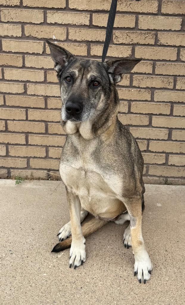 Winnie, ADOPTABLE, Adult Female German Shepherd Dog.