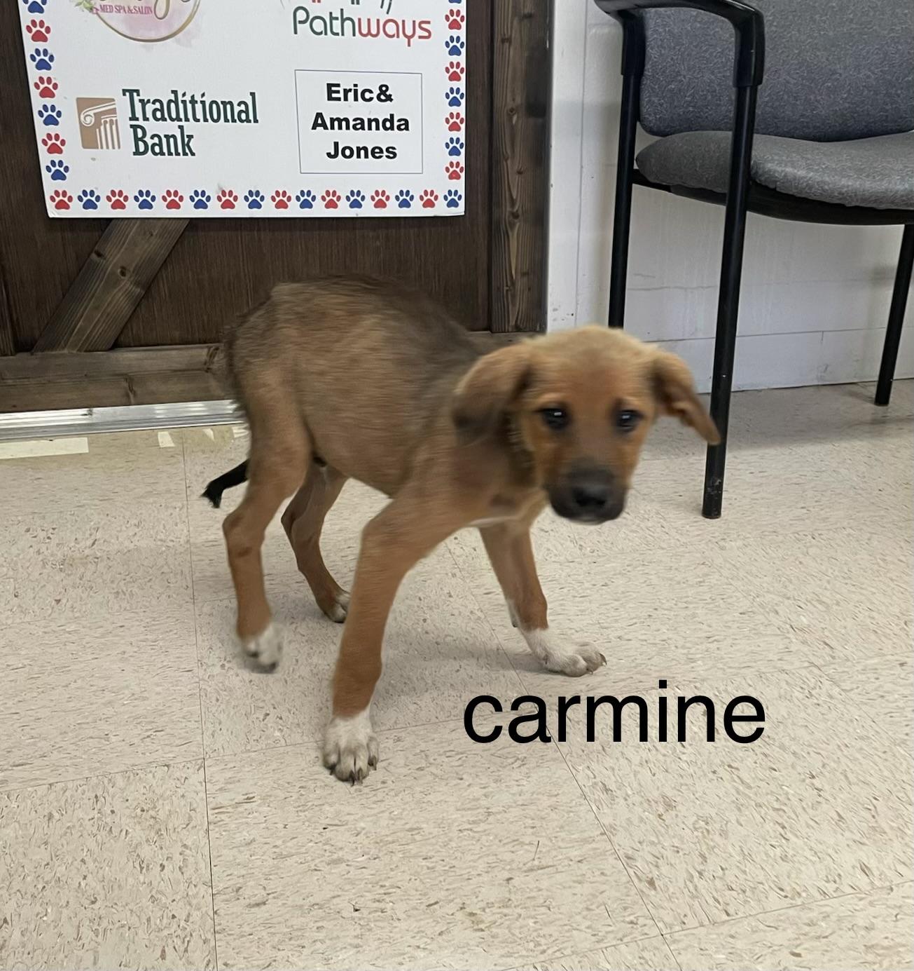 Enlarge Carmine, a Adopted mixed breed in Mount Sterling, KY image 1/1