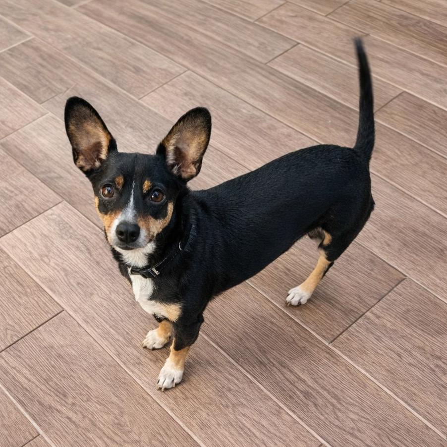 Bruno, ADOPTABLE, Young Male Chihuahua.