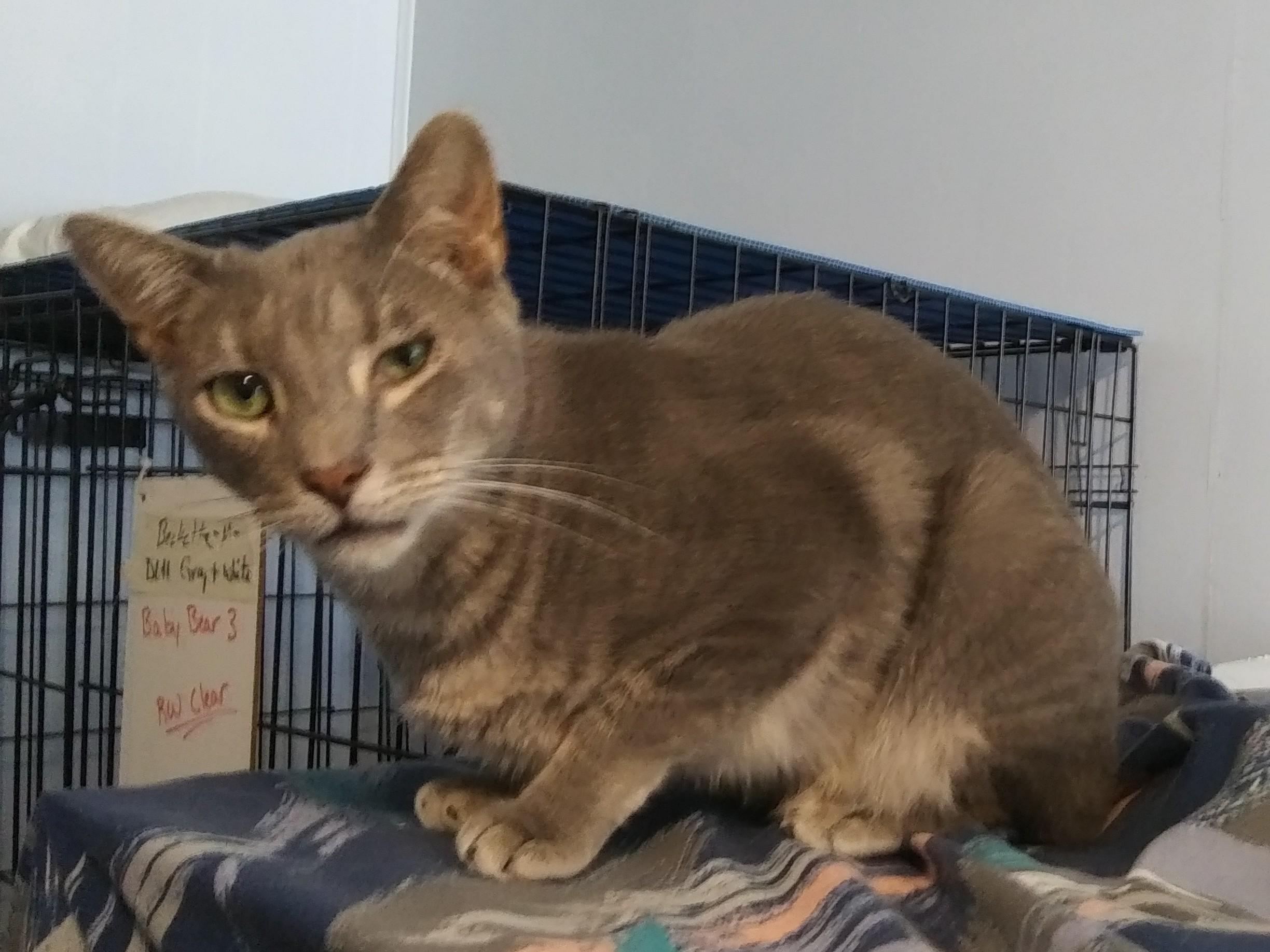 Robert, a Adoptable Domestic Short Hair in Port Wentworth, GA image 3/3