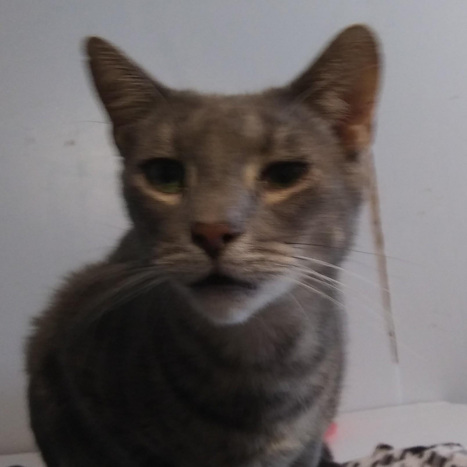 Robert, a Adoptable Domestic Short Hair in Port Wentworth, GA image 2/3