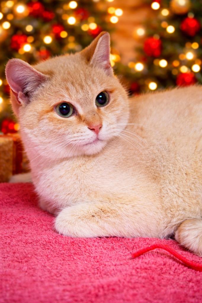 Lillith, Adoptable, Young Female Domestic Short Hair.