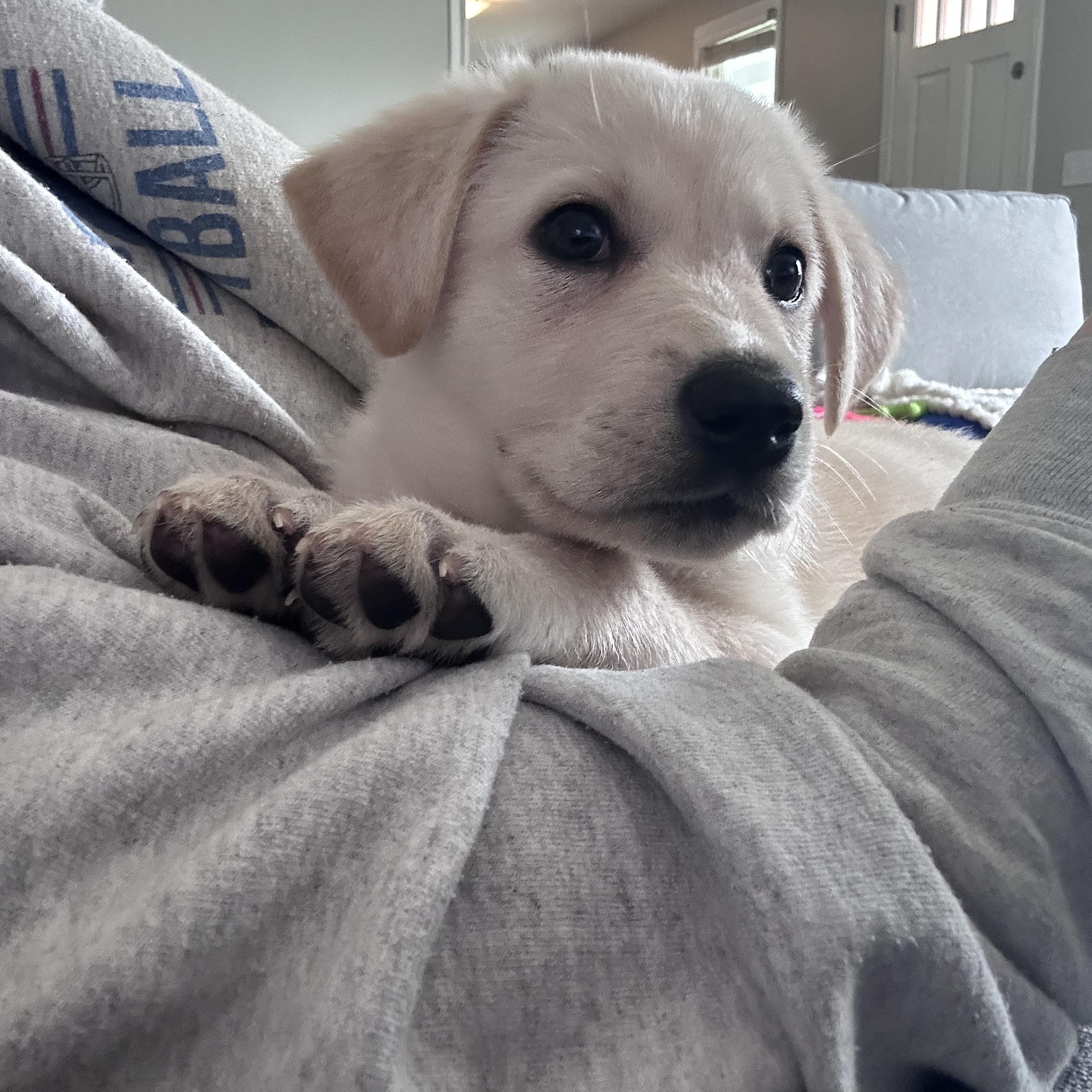 Enlarge Nooshy, an adopted mixed breed in Rochester , NY image 5/5