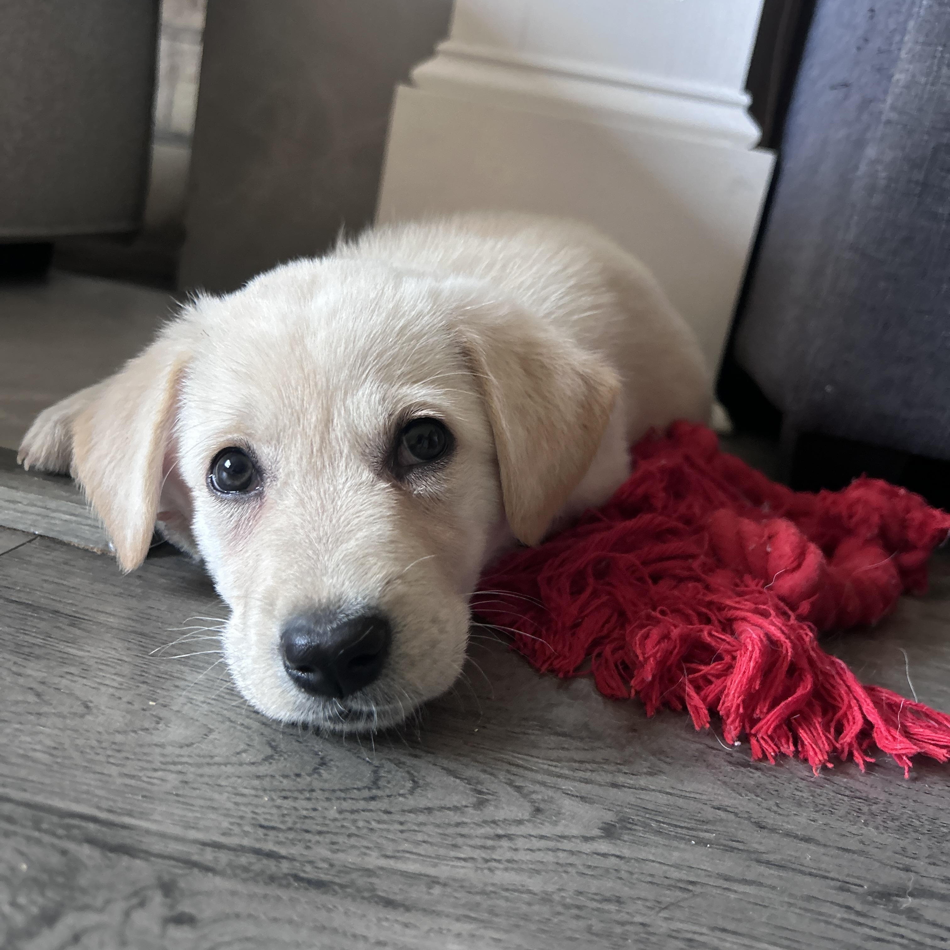 Enlarge Nooshy, an adopted mixed breed in Rochester , NY image 4/5