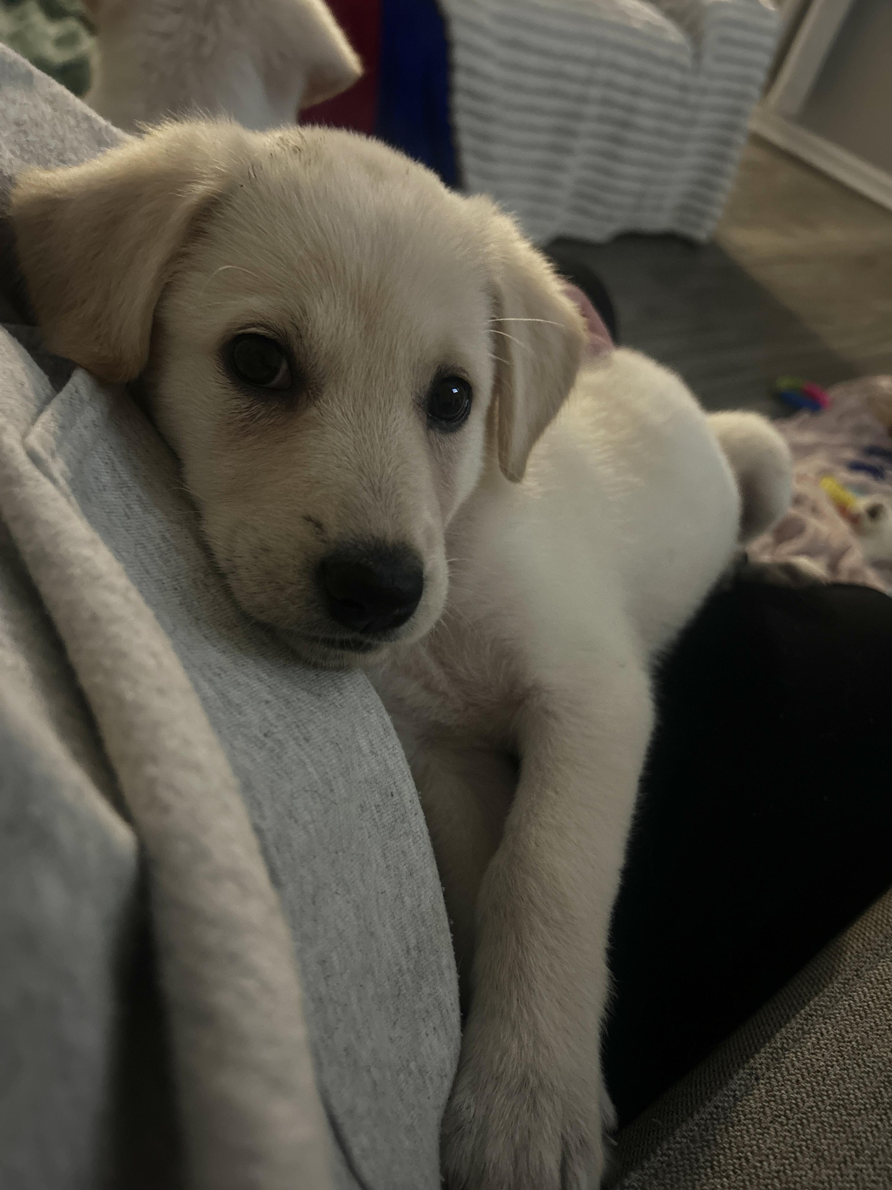 Enlarge Nooshy, an adopted mixed breed in Rochester , NY image 3/5