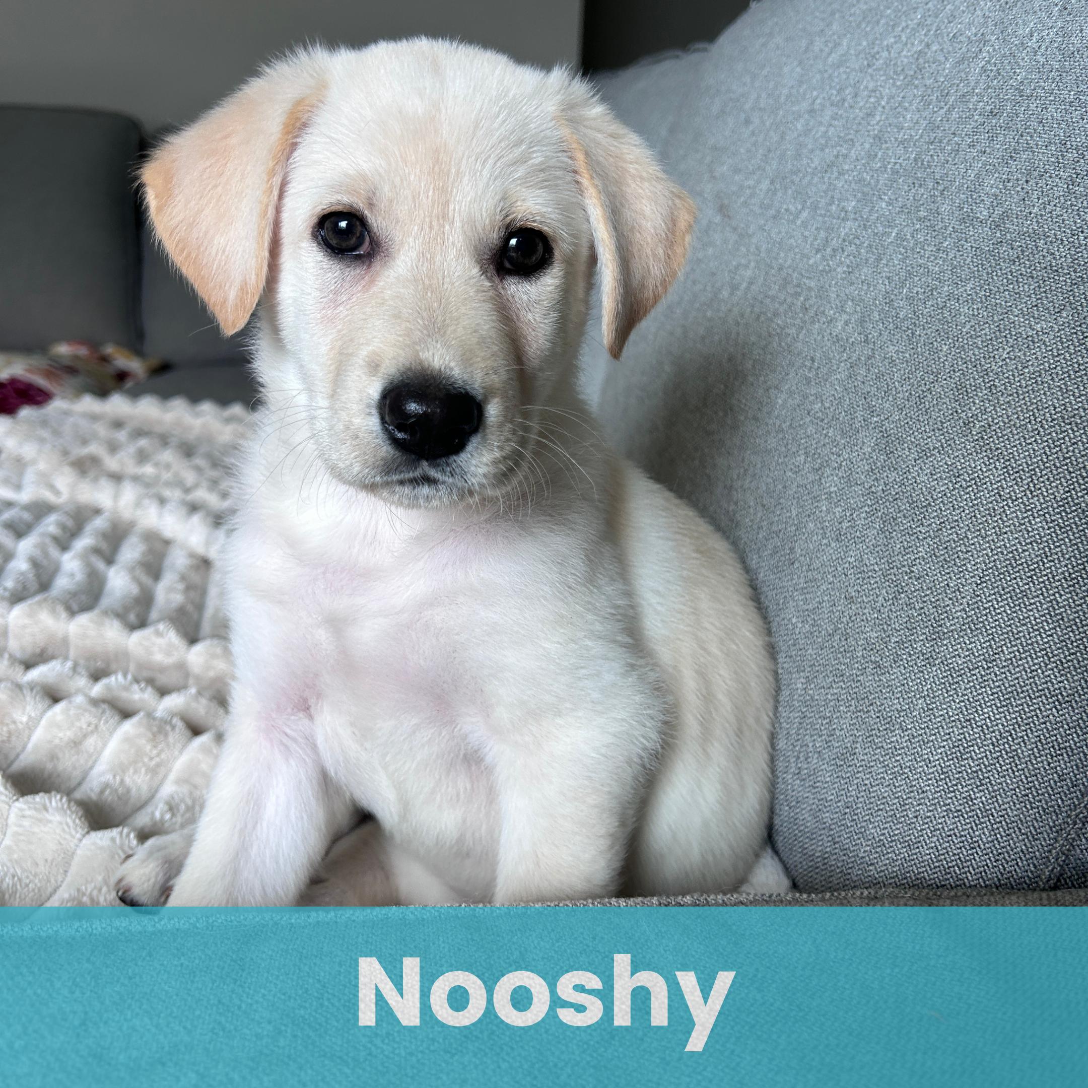 Nooshy, adopted, Puppy Female German Shepherd Dog.