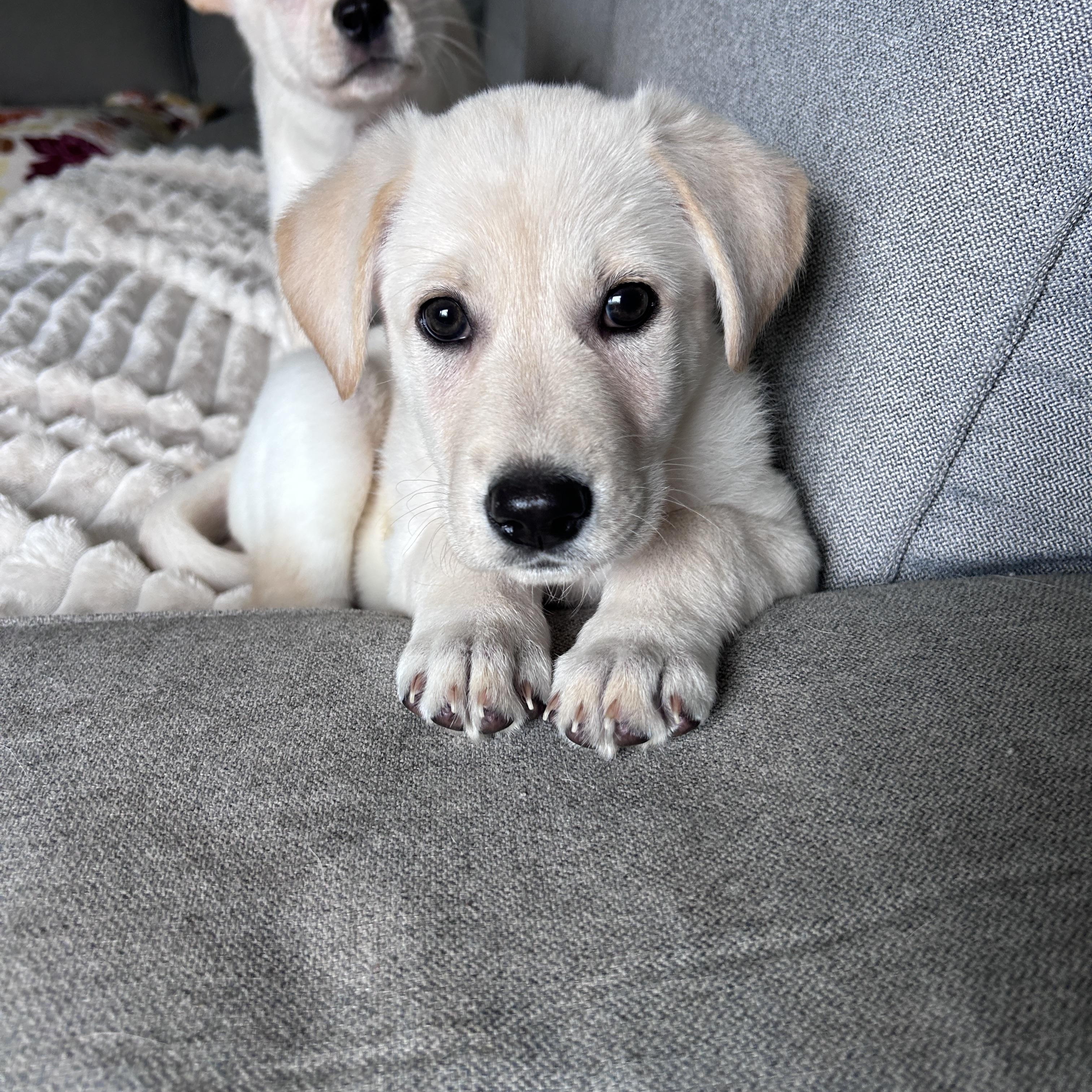 Enlarge Nooshy, an adopted mixed breed in Rochester , NY image 2/5