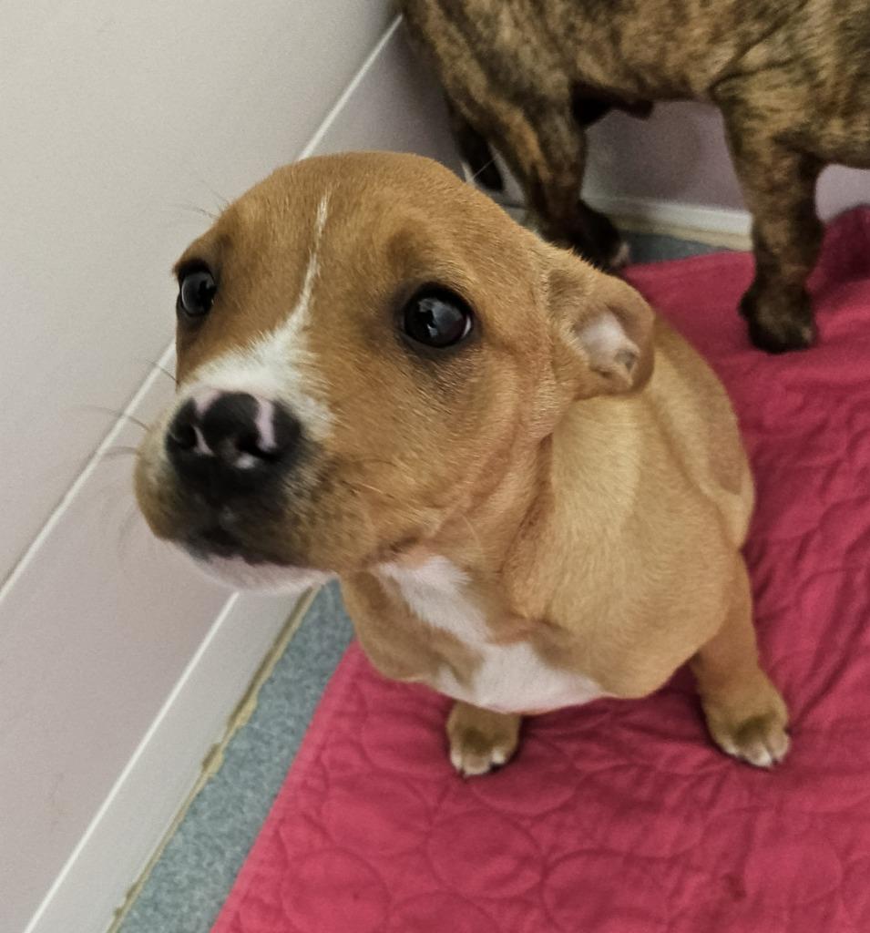 Enlarge Roxy, a Adopted mixed breed in Portland, IN image 1/2