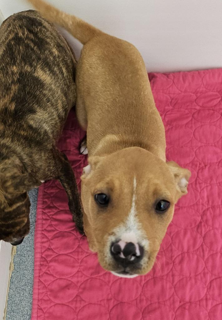 Enlarge Roxy, a Adopted mixed breed in Portland, IN image 2/2