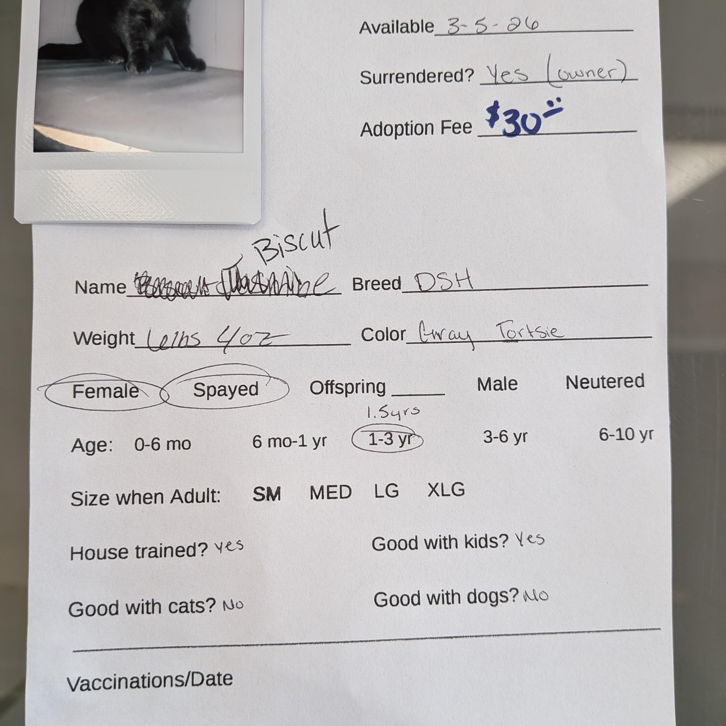 Enlarge Biscuit , a ADOPTABLE mixed breed in Hermiston, OR image 3/3