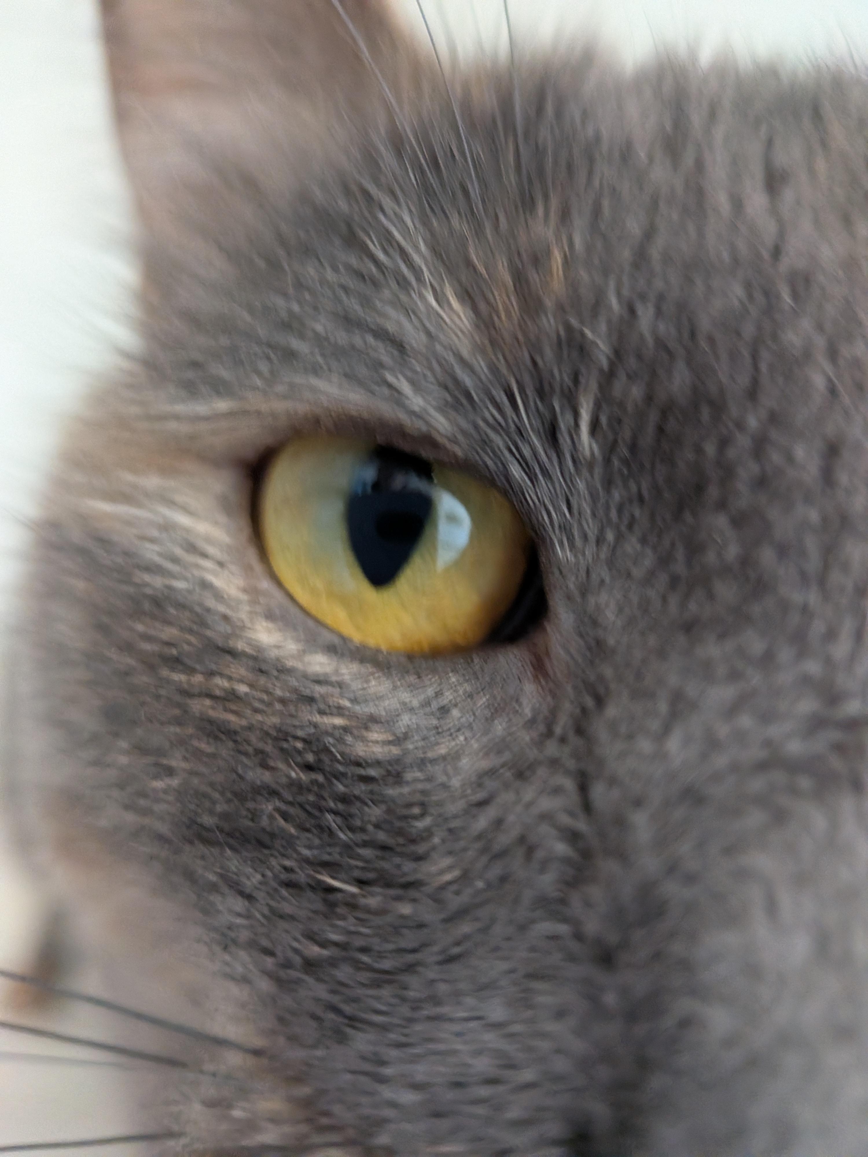 Enlarge Biscuit , a ADOPTABLE mixed breed in Hermiston, OR image 2/3