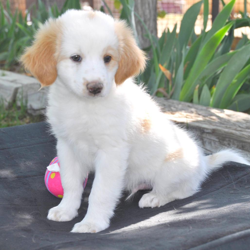 Rudy, a Adoptable Mixed Breed in Prescott, AZ image 1/4
