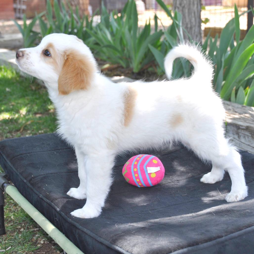 Rudy, a Adoptable Mixed Breed in Prescott, AZ image 2/4
