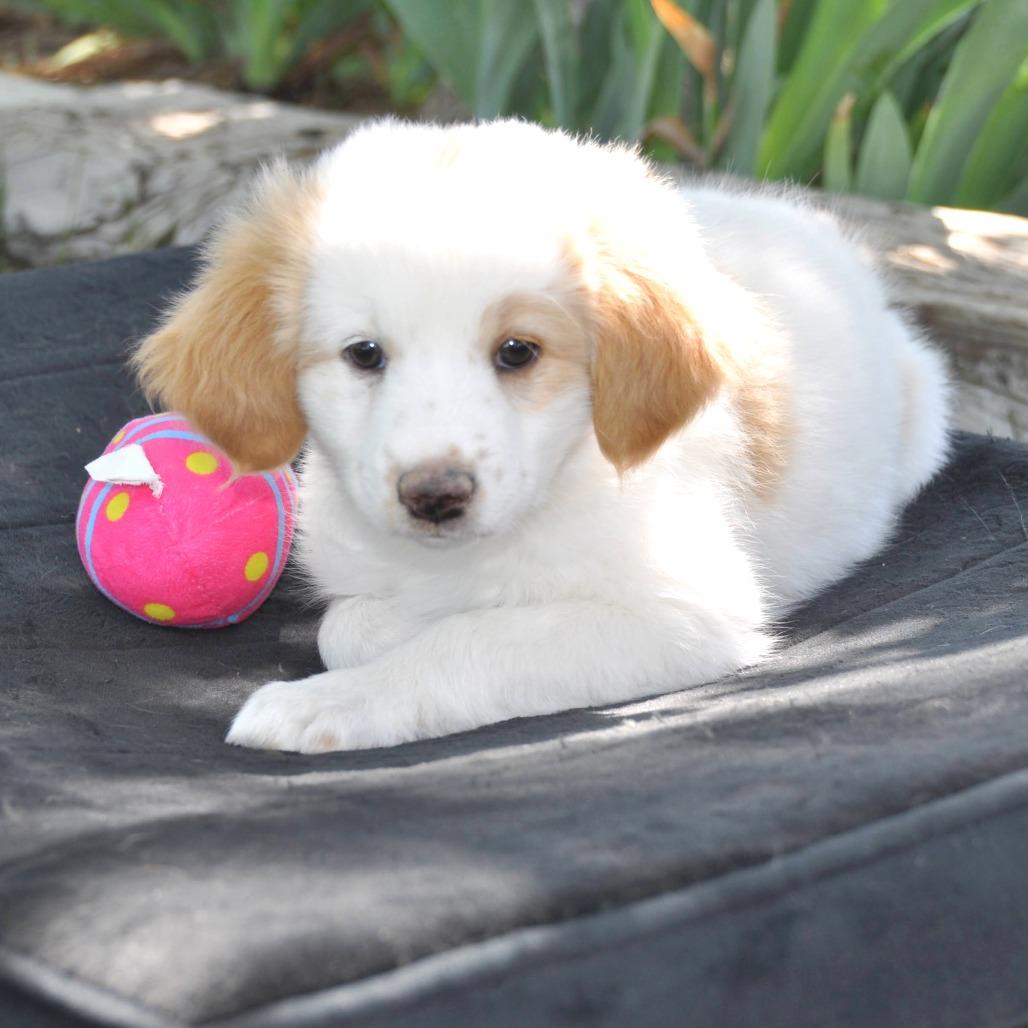 Rudy, a Adoptable Mixed Breed in Prescott, AZ image 3/4