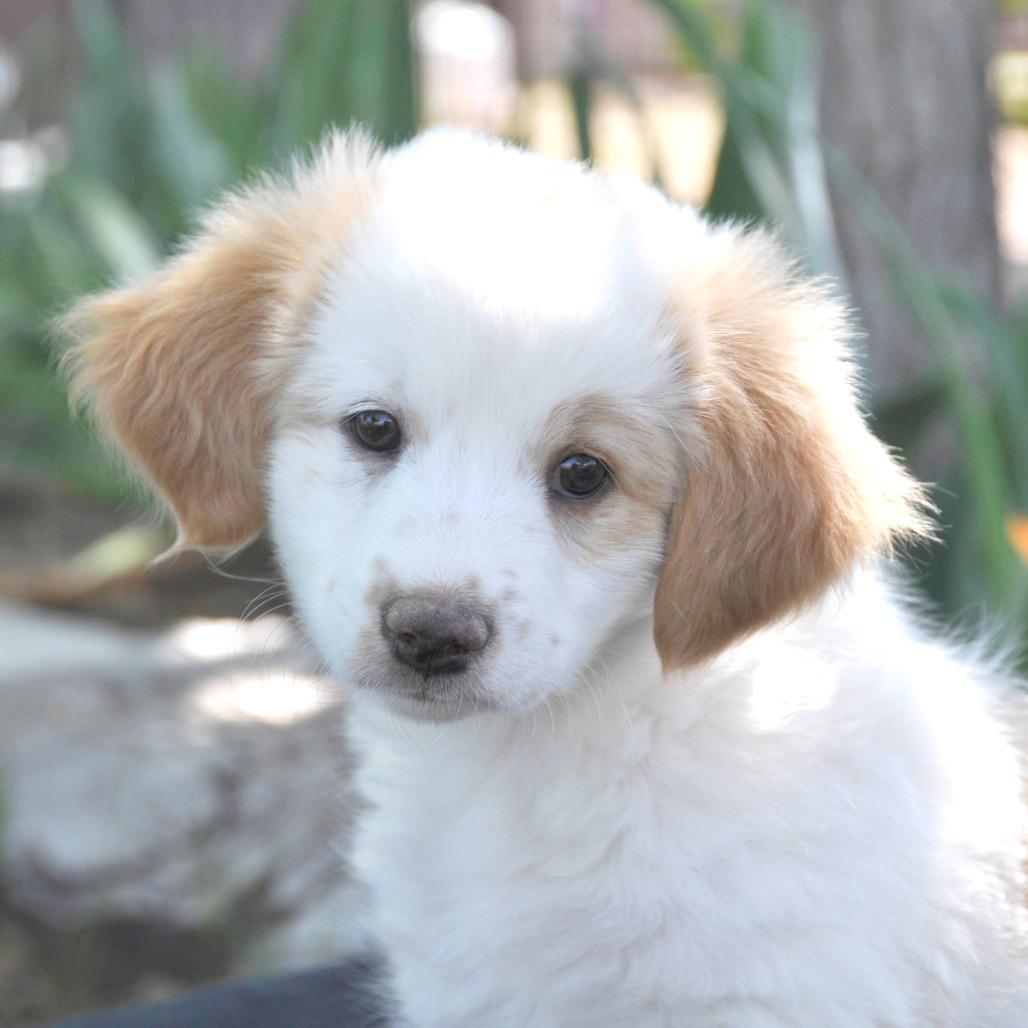 Rudy, a Adoptable Mixed Breed in Prescott, AZ image 4/4