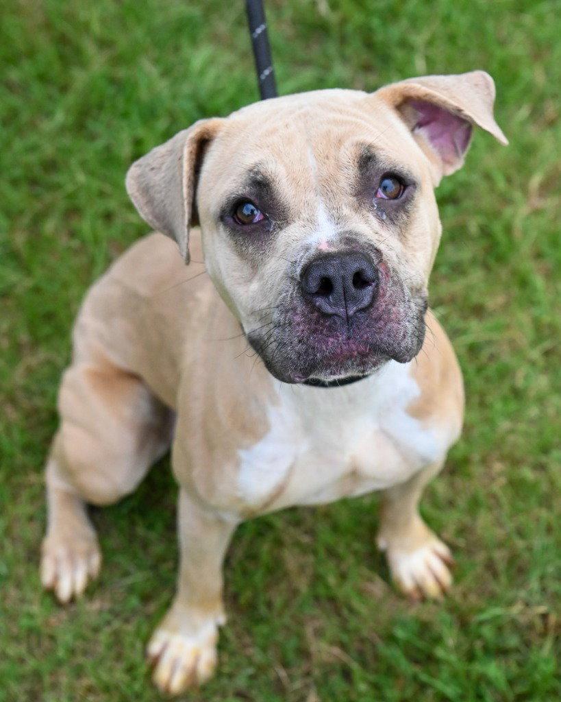 DI 84 Katara, Adoptable, Young Female Pit Bull Terrier.