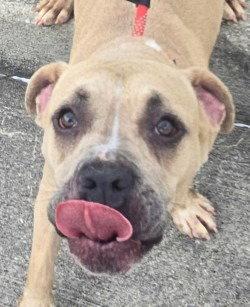 DI 84 Katara, a Adoptable Pit Bull Terrier in Glen Allen, VA image 1/3