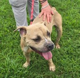 DI 84 Katara, a Adoptable Pit Bull Terrier in Glen Allen, VA image 2/3