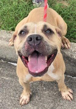 DI 84 Katara, a Adoptable Pit Bull Terrier in Glen Allen, VA image 3/3