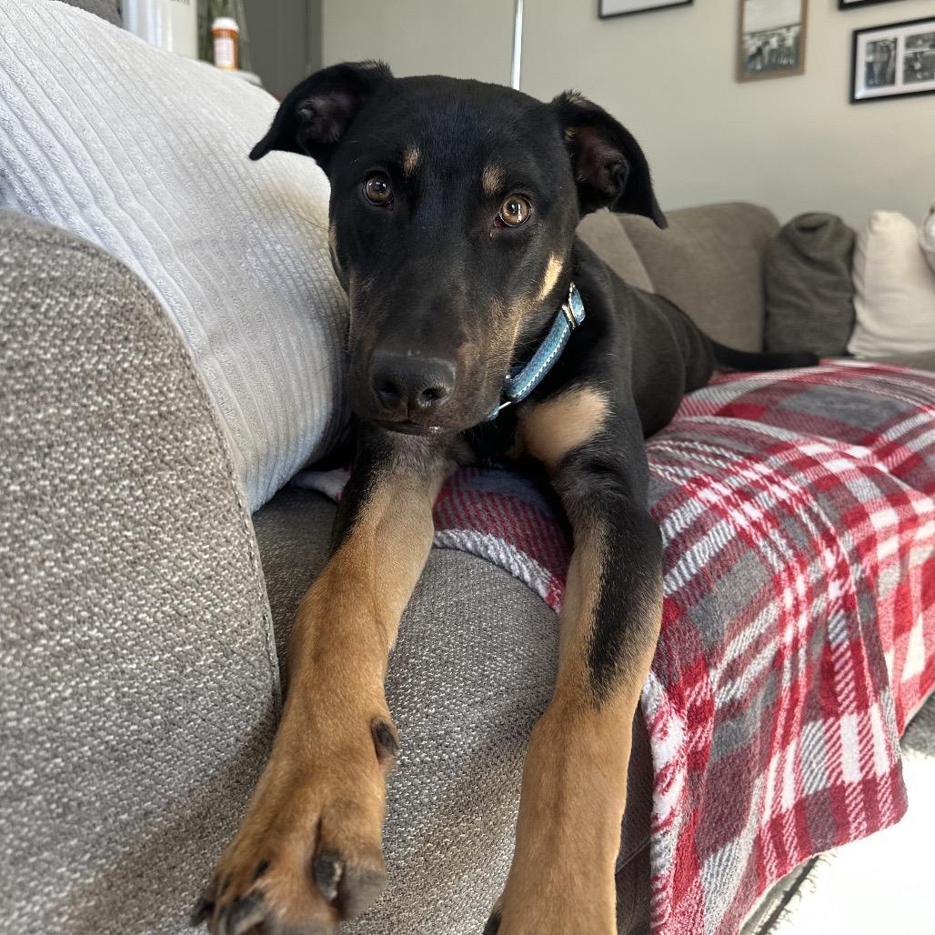 Enlarge Bobo, a Adoptable mixed breed in Nashville, TN image 1/6