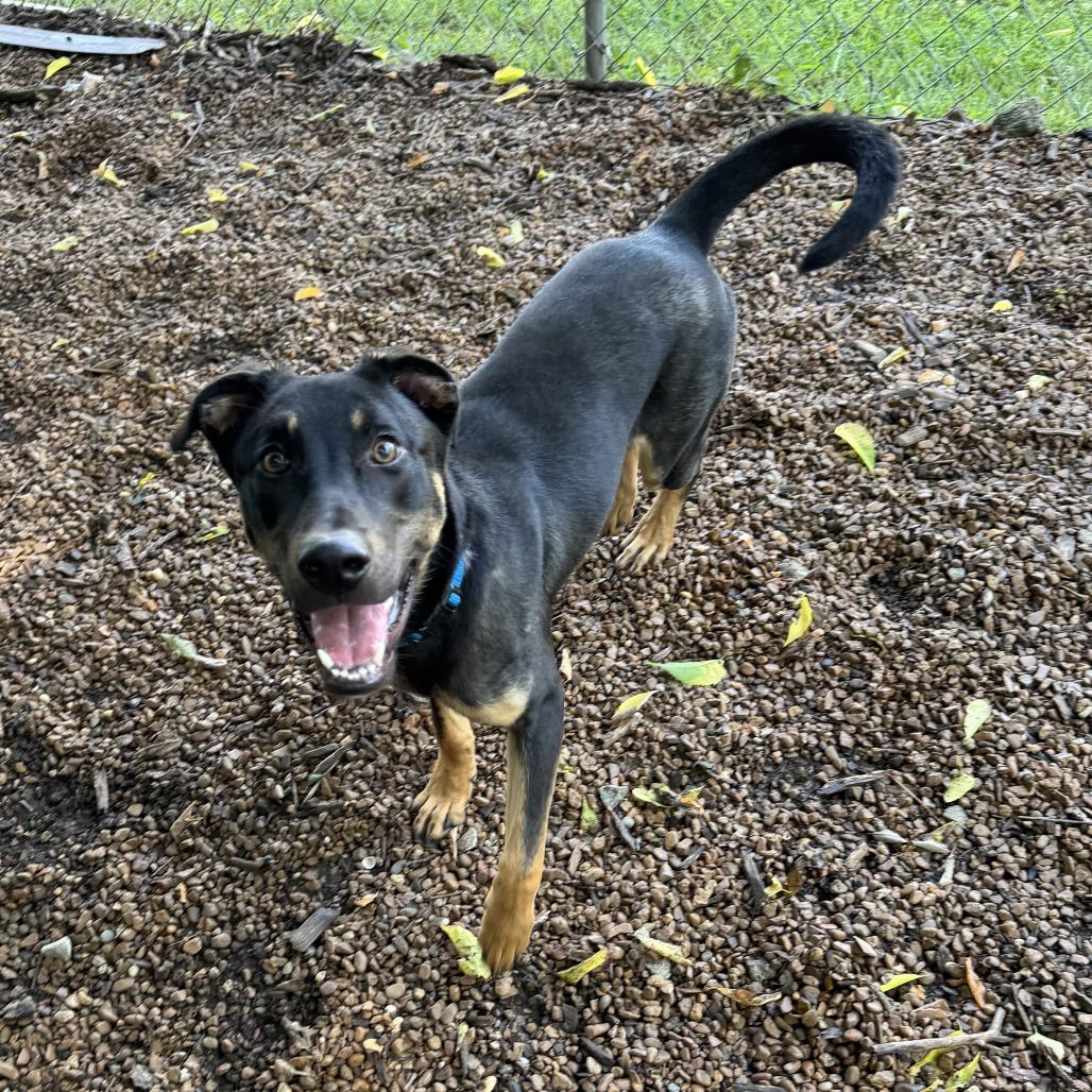 Enlarge Bobo, a Adoptable mixed breed in Nashville, TN image 2/6
