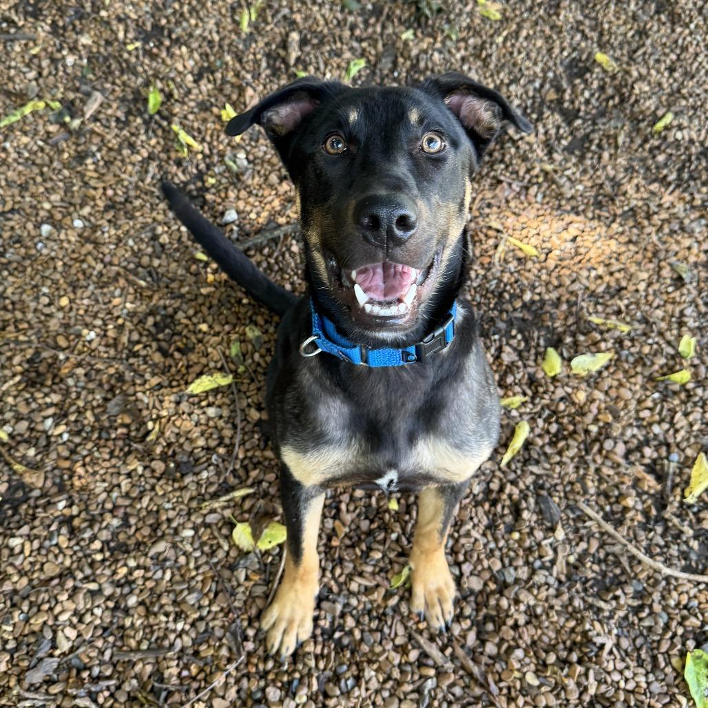 Enlarge Bobo, a Adoptable mixed breed in Nashville, TN image 4/6
