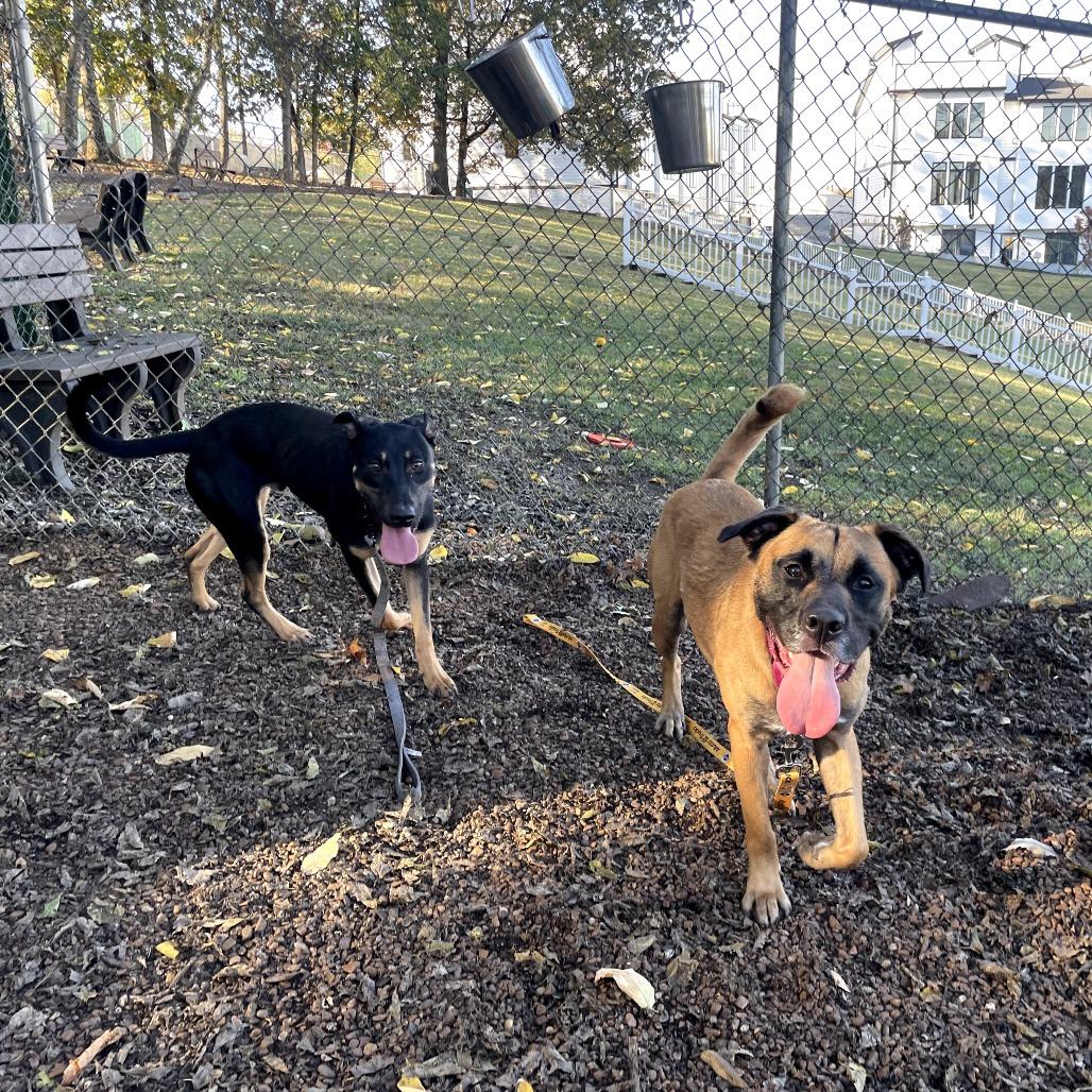 Enlarge Bobo, a Adoptable mixed breed in Nashville, TN image 5/6