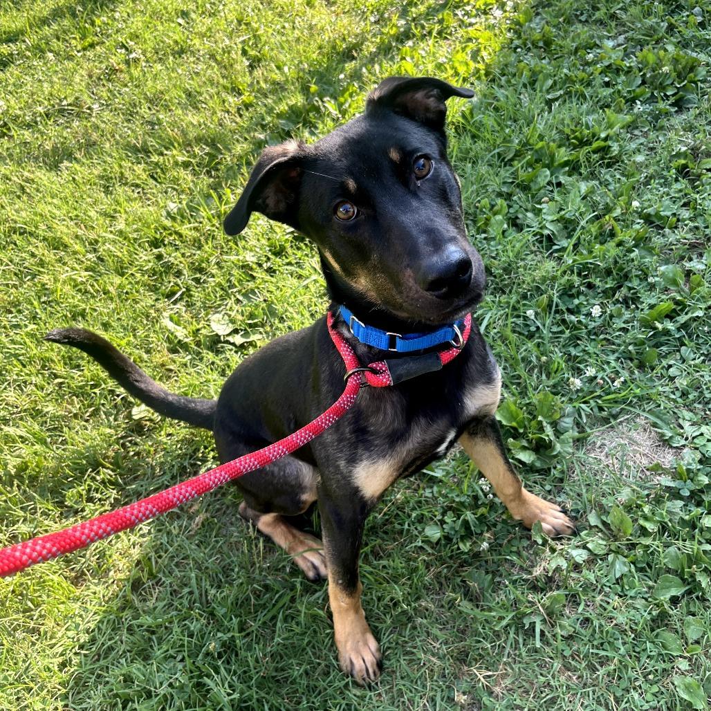 Enlarge Bobo, a Adoptable mixed breed in Nashville, TN image 6/6