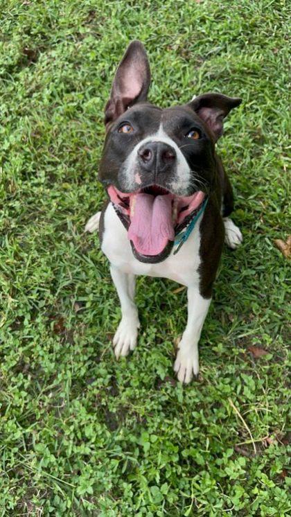 Jinjer, ADOPTABLE, Adult Female American Staffordshire Terrier & Black Labrador Retriever.