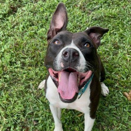 Enlarge Jinjer, a Adoptable mixed breed in Cibolo, TX image 1/3