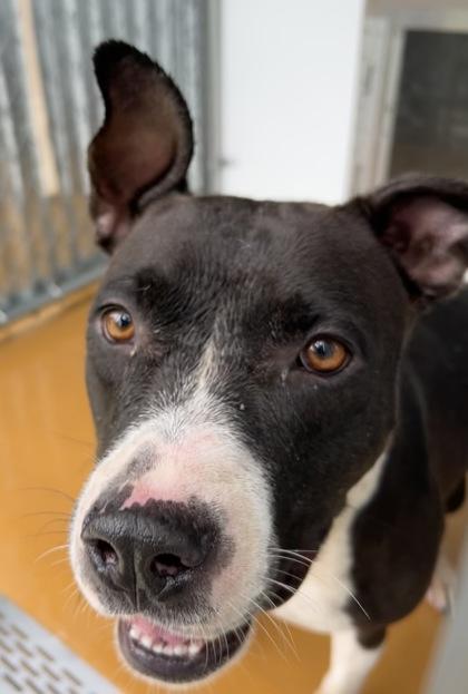 Jinjer, ADOPTABLE, Adult Female American Staffordshire Terrier & Black Labrador Retriever.