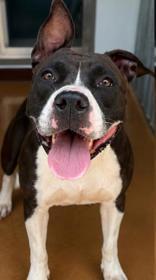 Enlarge Jinjer, a ADOPTABLE mixed breed in Cibolo, TX image 2/2