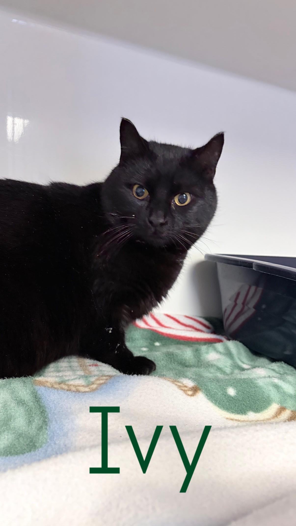 Ivy , ADOPTABLE, Adult Female Domestic Short Hair.