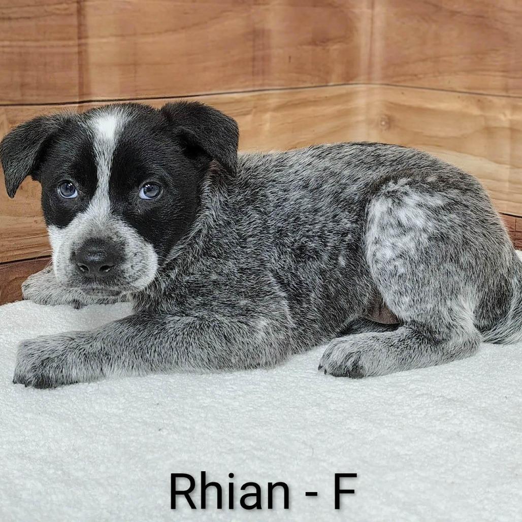 Rhian, Adoptable, Puppy Female Cattle Dog & Mixed Breed.