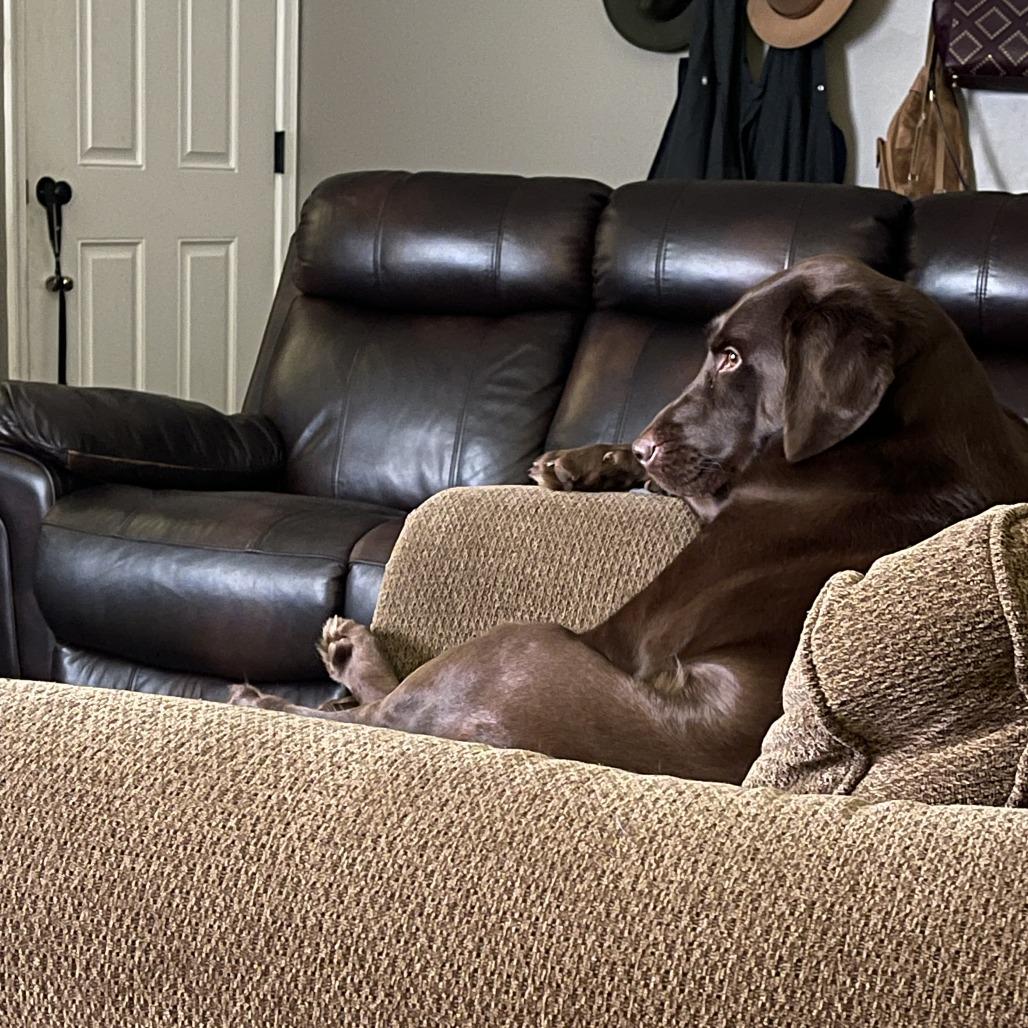 Bourbon — thumbnail 4