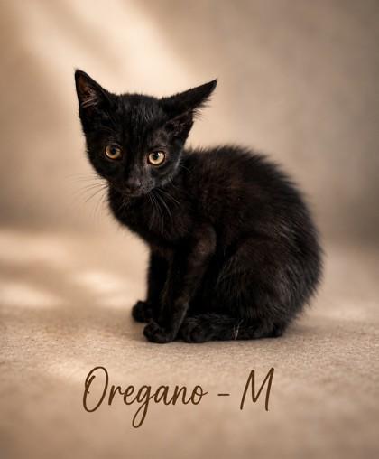 Oregano, Adoptable, Kitten Male Domestic Short Hair & Domestic Short Hair.