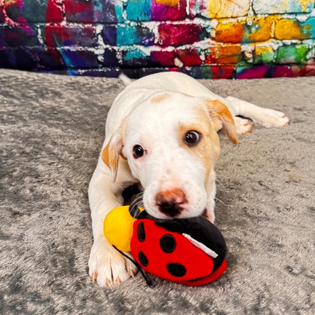 Enlarge Button, a Adoptable mixed breed in Franklin, NC image 2/6