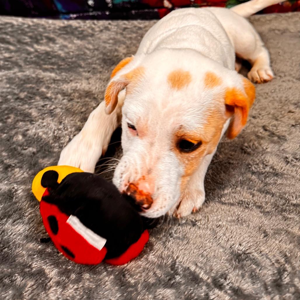 Enlarge Button, a Adoptable mixed breed in Franklin, NC image 3/6