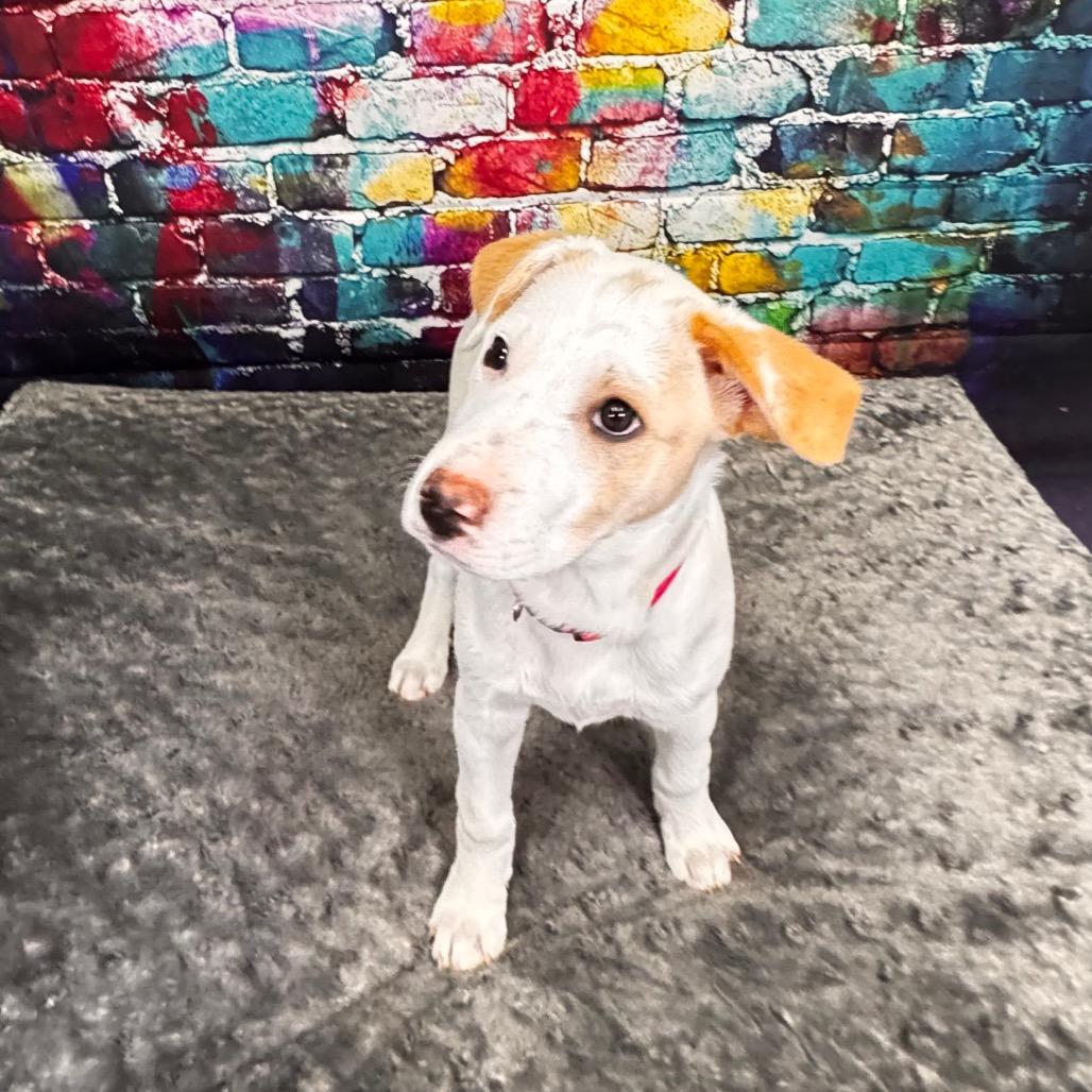 Enlarge Button, a Adoptable mixed breed in Franklin, NC image 4/6